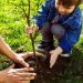Genetic Advances in Disease-Resistant Trees