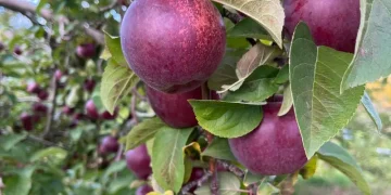 5 Mulching Mistakes That Starve Trees, Insights from a British Orchard Specialist