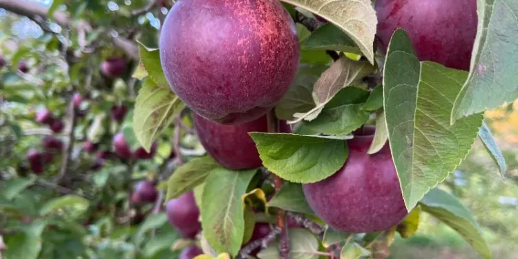 5 Mulching Mistakes That Starve Trees, Insights from a British Orchard Specialist