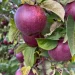 5 Mulching Mistakes That Starve Trees, Insights from a British Orchard Specialist