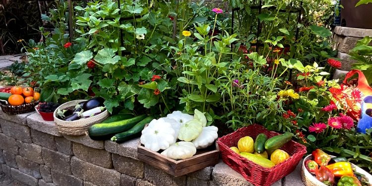 Organic Gardening Tips for Healthy Harvests