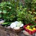 Organic Gardening Tips for Healthy Harvests